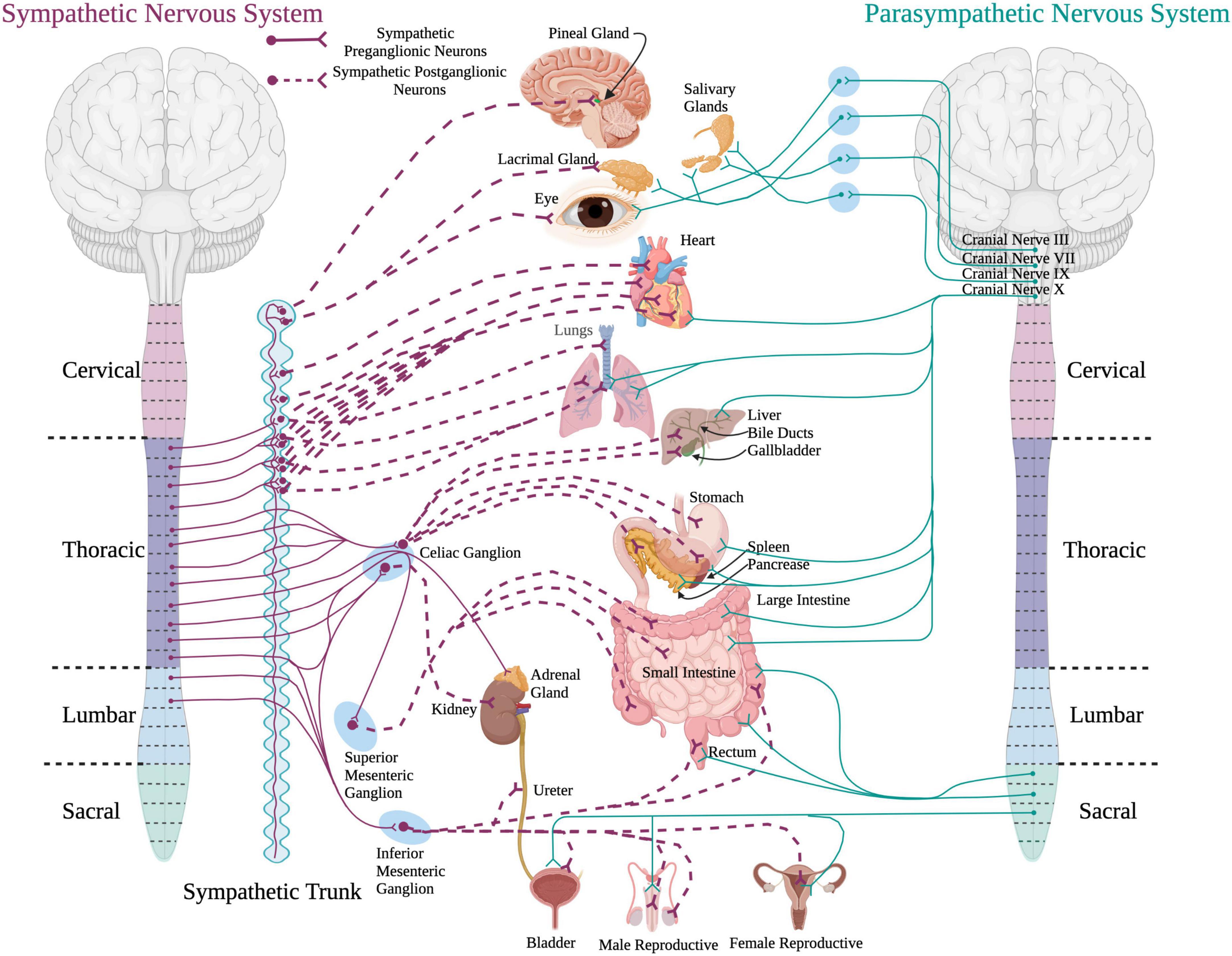 Frontiers Consequences of spinal cord injury on the sympathetic